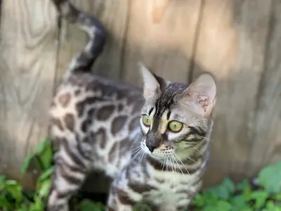 Elevage Osiris Bengal