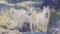 Elevage Washita Ahow - Berger Blanc Suisse