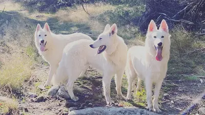 Elevage Washita Ahow - Berger Blanc Suisse