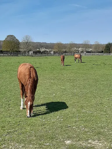 Haras de Bory
