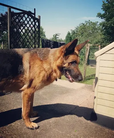 Ars Canis Éducation Canine