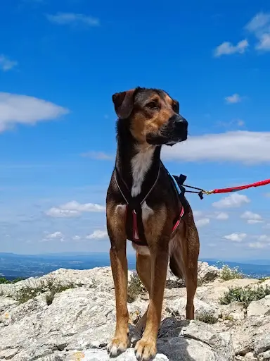 Edukynos - Éducateur Canin la Bouilladisse