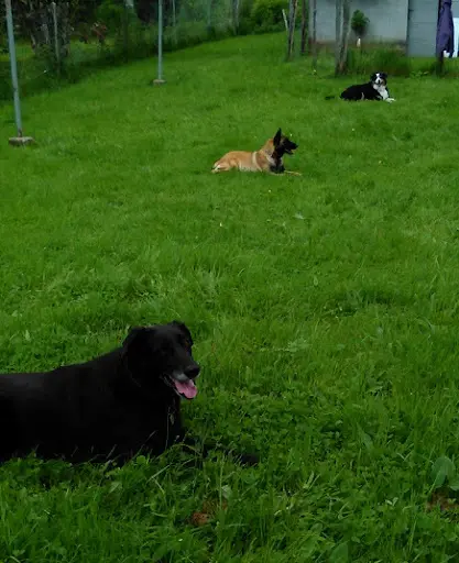 Com-com Dog "comprendre-communiquer Avec Son Chien" Éducation Canine