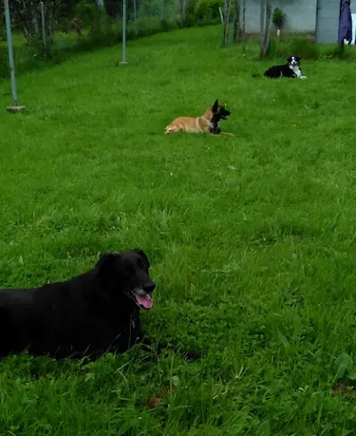 Com-com Dog "comprendre-communiquer Avec Son Chien" Éducation Canine