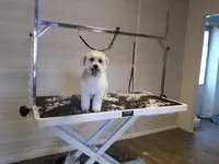 Au Poil Toilettage