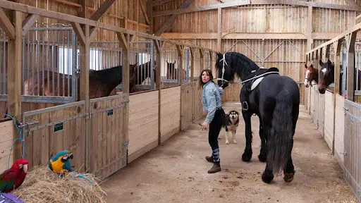 Haras du Moulin