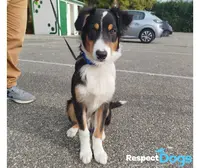 Éducateur Canin Respectdogs Voiron