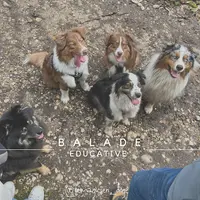 Le Magicien Dog Z