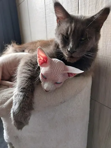 Chatterie du Clos d'Iléna