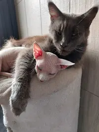 Chatterie du Clos d'Iléna