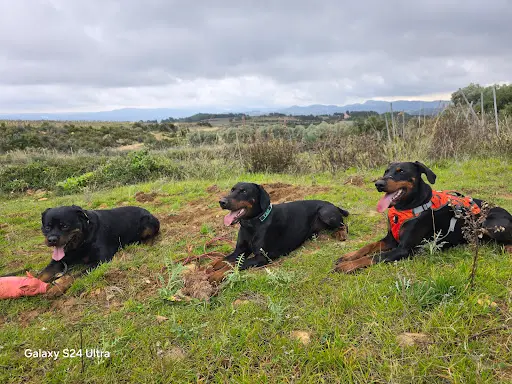Symbiose Éducateur Canin Spécialisé au Comportement & Psychologie Animale