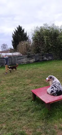 Éduc et Mon Chien 89