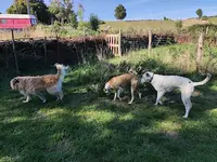 La Meute du Livradois - Pension Canine 63