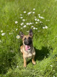 Alliance Protection Dogs - Chien de Garde et de Défense