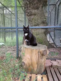 Au Chat Qui Bulle