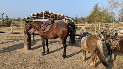 Touraine Cheval
