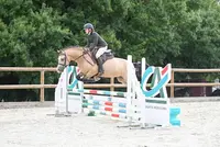 Rubis Welsh Ponies