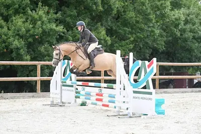 Rubis Welsh Ponies