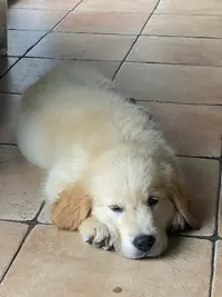 Elevage Golden Retriever de la Vie d'Amour