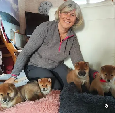 Shiba du Valentonia
