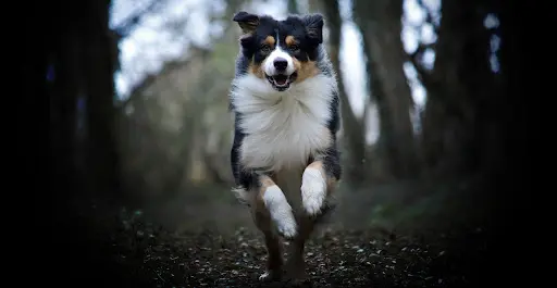 Dog Spirit