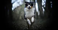Dog Spirit