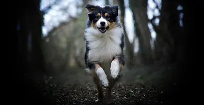 Dog Spirit