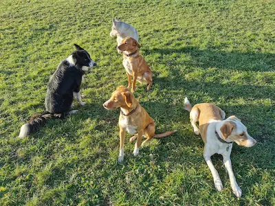 Un Chien Un Ami Centre Canin Éducation Rééducation