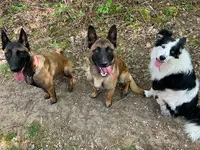 Centre Canin le Brin de Folie d'Easy