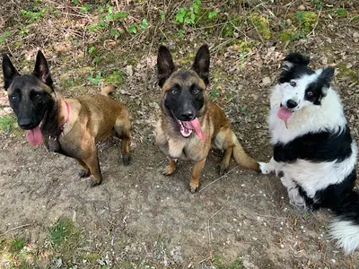 Centre Canin le Brin de Folie d'Easy