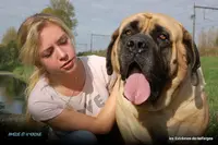 Elevage Canin les Extrêmes de la Forge Dordogne