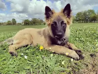 Association Cani Dog S