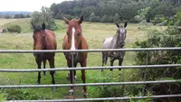 Centre Equestre Perche Réno