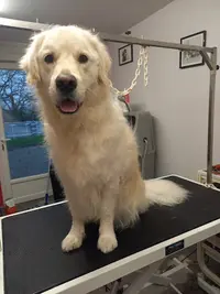 Lucky Dog