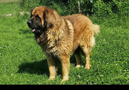 Leodog : Élevage de Leonberg et de Mastiff
