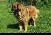 Leodog : Élevage de Leonberg et de Mastiff