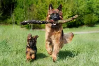 l'en Patte Ty - Educateur Comportementaliste Canin - A Votre Domicile
