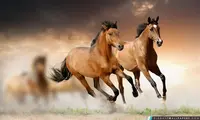 La Gascherie Equitation