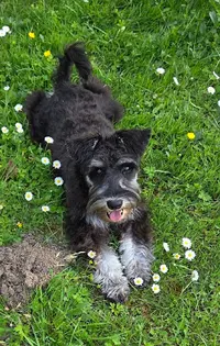 Mg Styl’dog