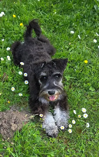 Mg Styl’dog