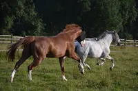 Centre Equestre de Blois