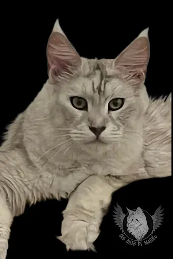 Chatterie des Ailes de Mathéo - Elevage Familial de Maine Coon