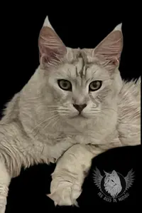 Chatterie des Ailes de Mathéo - Elevage Familial de Maine Coon