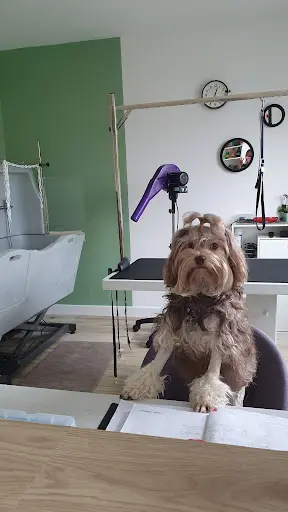 Apidog Toilettage