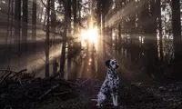 Edu Canin Stitut
