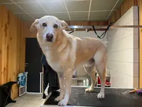 4 Pattes en Beauté