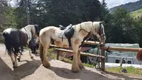 Ha Ras du Fier