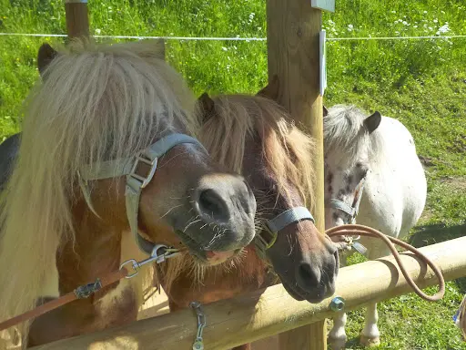 Les Galopins, Balades Avec des Ânes, des Poneys et des Lamas en Autonomie