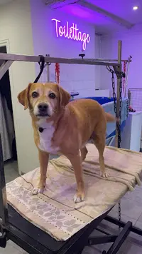 Happy Doggy | Salon de Toilettage