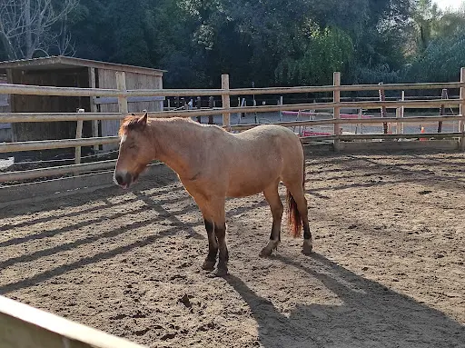 La Cavalerie des Enfants